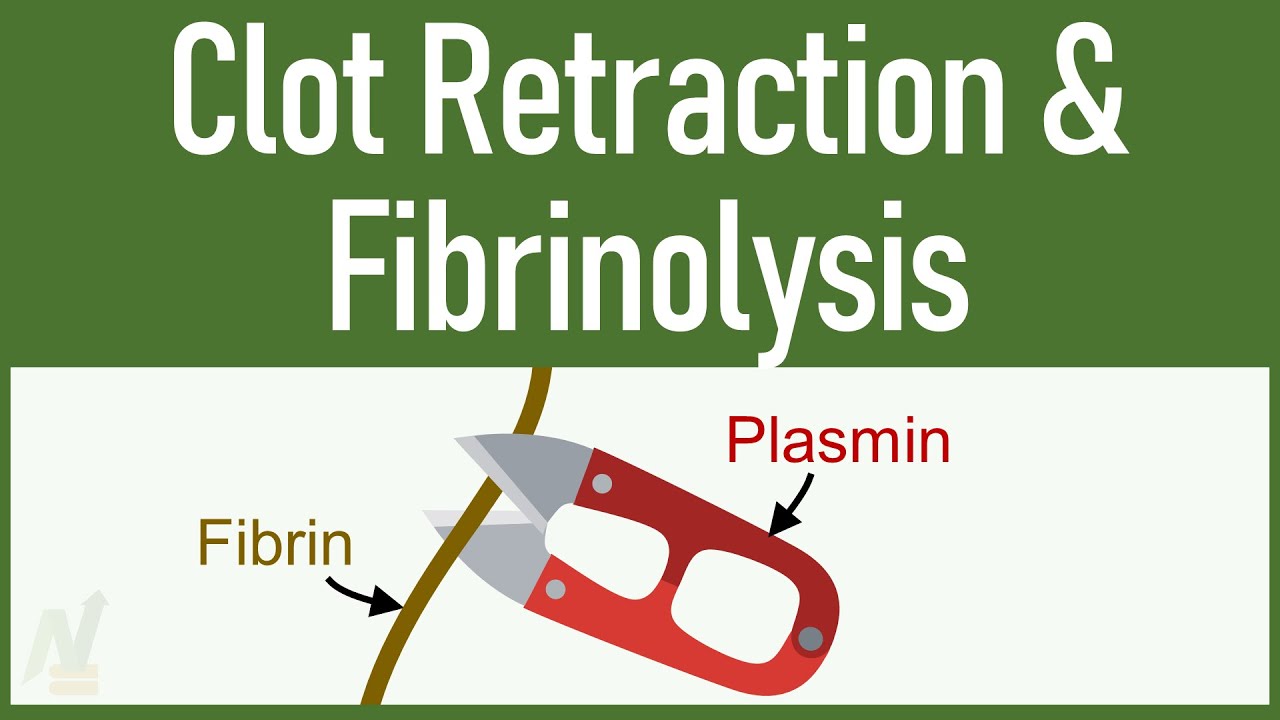 Clot Retraction & Fibrinolysis