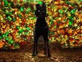 Isle Of Dogs I Don T Sit