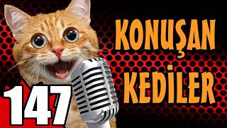 Konuşan Kediler 147 - En Komik Kedi Videoları - PATİ TV