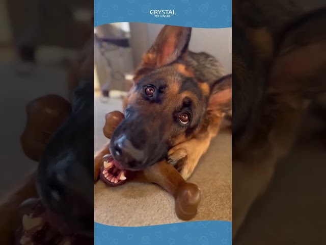 Vídeo relacionado con KFC Chicken Box Meal - Juego de Juguetes para Perros de 3 Piezas, Caja de Pollo, Papas Fritas y refrescos, Divertidos Juguetes de Peluche interactivos con temática alimentaria para Perros medianos y