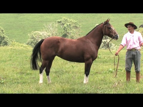 Lote 19 - Jeitosa da Bela Aliança