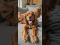From Tiny Floof To Elegant Beauty English Cocker Spaniel Growth Ep 3 CockerSpaniel DogGrowth