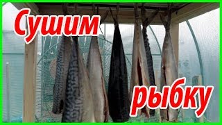 Готовим скумбрию к копчению//Просушка