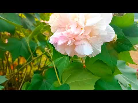 RADHAV MADHAV FLOWER WHATSAPP STATUS FREE COPYRIGHT VIDEO COMMERCIAL USE ONLY| #lovethisnatural