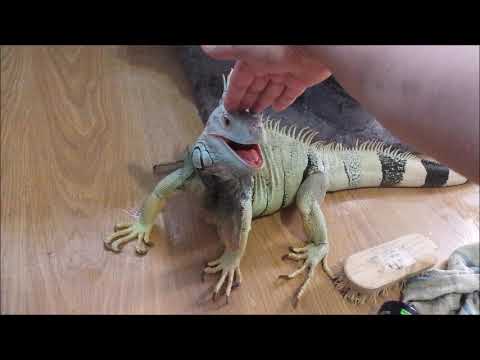 29-7-2018 zilla mating season