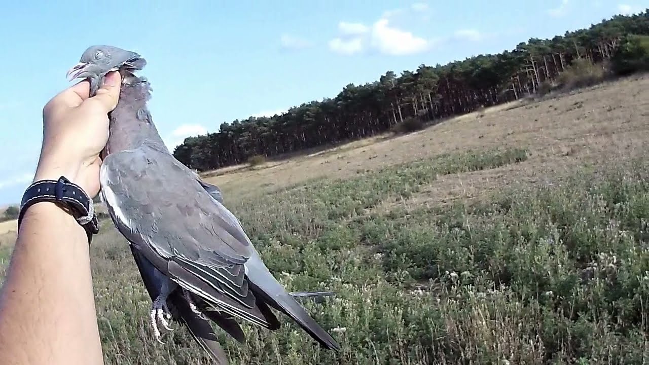 Watch Caza de paloma torcaz con cartucho de plato 28g. Uso del cartucho de tiro para la caza. Now Caza de paloma torcaz con cartucho de plato 28g. Uso del cartucho de tiro para la caza.