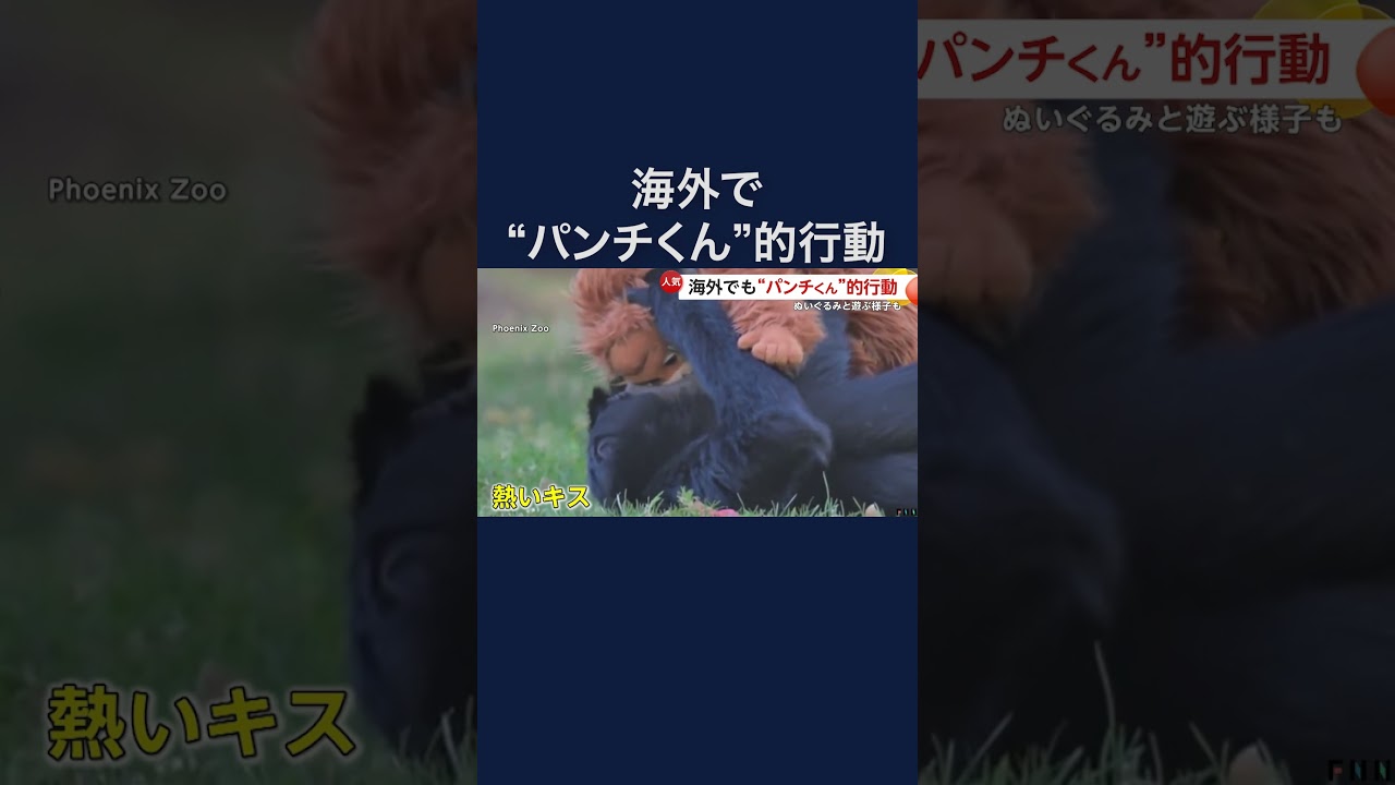 パンチくん海外でも話題　フクロテナガザル・ゴリラにぬいぐるみ与えてみたら… アメリカ　#shorts