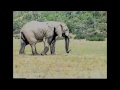 Elephants Stampede Extended Video