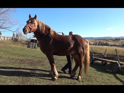 Caii lui Mircea de la Marisel, Cluj - 2019 Nou!