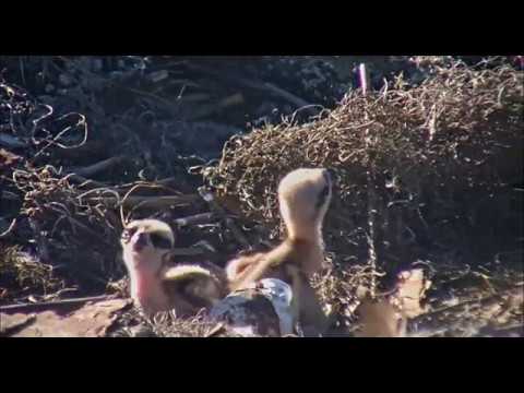 Osprey chicks in slo-mo             18 16 Video 2019 04 15 183611