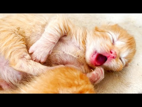 Mom cat does not want to feed one kitten. Newborn kittens are yawning and loud meow ASMR
