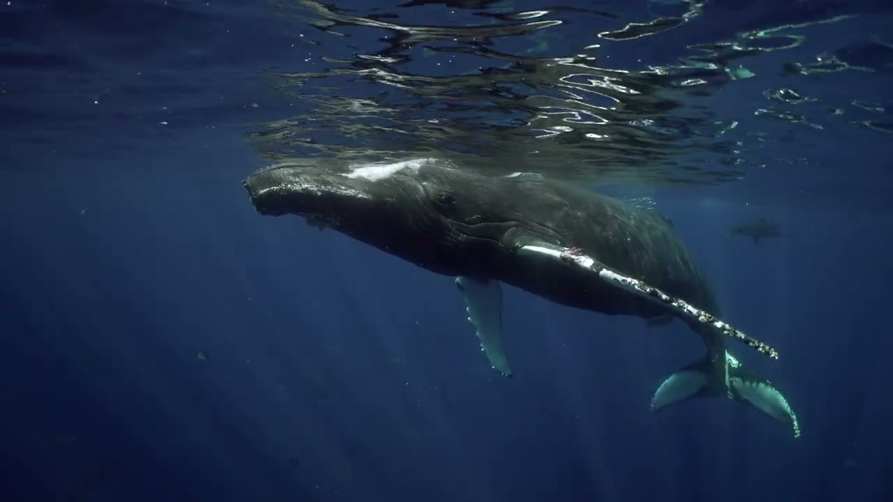 Humpback Whale Digestive Reset || ViralHog