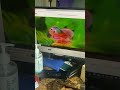 Sesame Street The Alphabet Jungle Game Trailer 2001