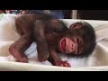 Little Joey