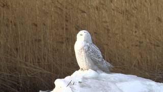 preview picture of video 'Snowy Owl, Salisbury Beach SR, Massachusetts, take off'