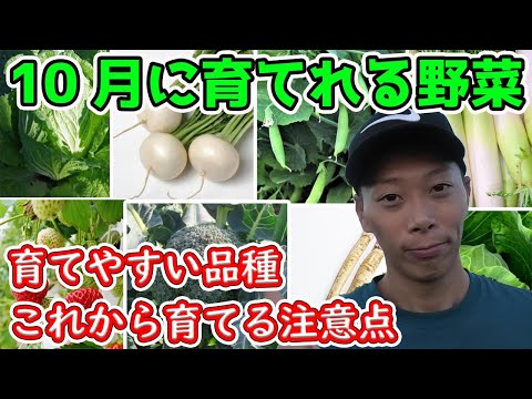 10月に種を蒔く野菜 露地で秋に種を蒔く