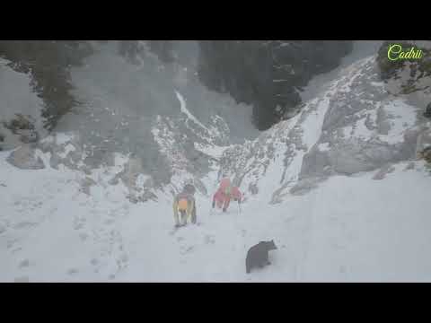 Valea Bucșoiului, ursul, rerutare pe Vâlcelul Portițelor