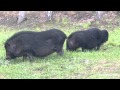 Черные свиньи - три черных поросенка 