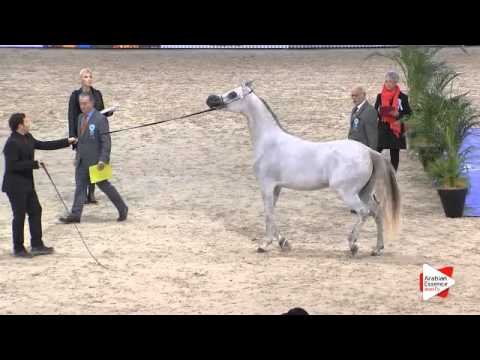 N.26 OMEL AISHA ALJASSIMYA - Paris 2015 - Fillies 2-3 years old (Class CM2 A)