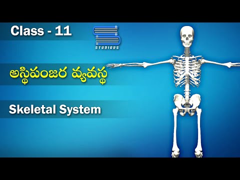 అస్థిపంజర వ్యవస్థ – Skeletal System | Locomotion and Movement | Biology