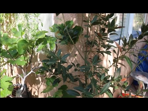 Laura bay Leaf tree Care and Tips
