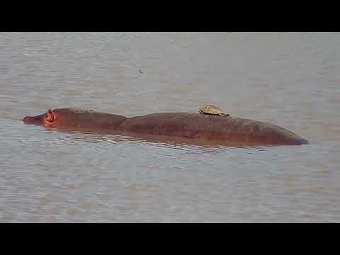 Djuma: Impalas, Terrapin on Hippo and Ring-necked Doves - 16:06 - 11/29/2022