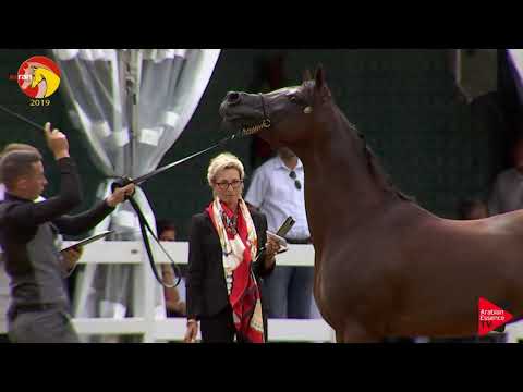 N.58 ASAYEL RAHEEB - ELRAN CUP 2019 - Stallions 4 to 6 years old (Class 12)