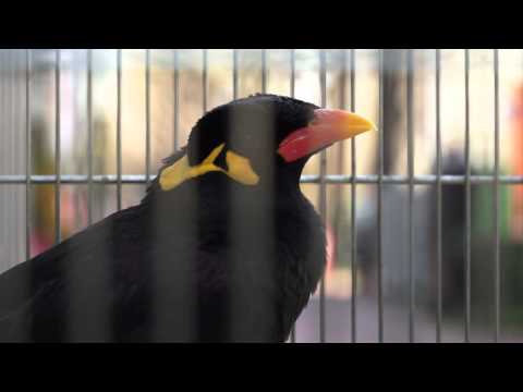 Japoński gwarek: " O-h-a-y-o !!" - Wonderful bird from Tokyo: 1.20 min