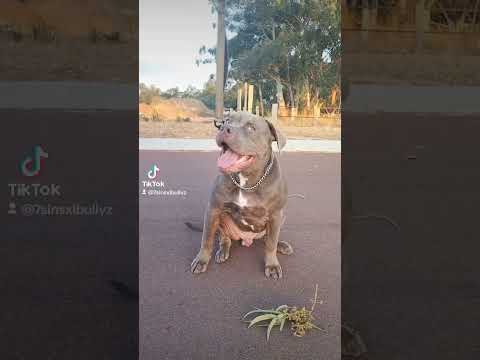 XL American bully king COBAIN flexing #xlbully #dog #puppy #americanbully #xlamericanbully #abkc