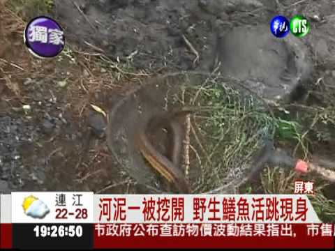 趁大排疏濬 捉活跳野鱔賺外快