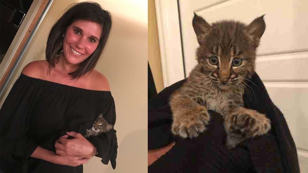 Woman Posts a Photo of a Kitten Only to Realize Her Big Mistake
