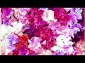 赤いスイートピー(Akai Sweet Pea)/ 松田聖子(Seiko Matsuda) - cover ...