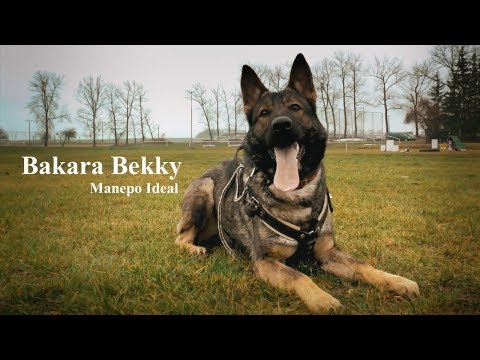 Bakara Bekky Manepo Ideal - protection 12/2019