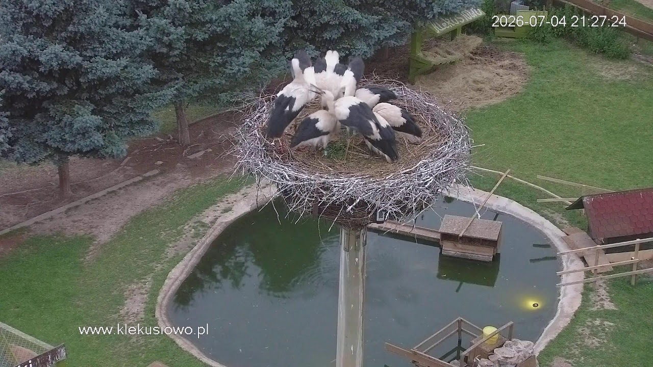 Live webcam view of Klekusiowo Stork Nest Cam