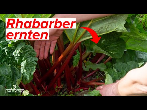 Rhabarber richtig ernten - So einfach geht es! Richtiger Zeitpunkt und Technik sind entscheidend!