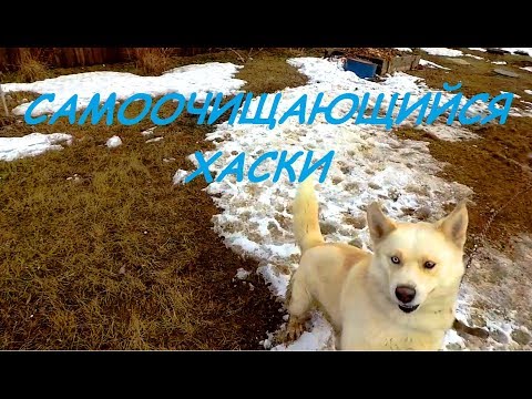 VLOG: ПУСТАЯ ПОЛКА В СВЕТОФОРЕ// РАСКУПИЛИ ВСЁ! 15.03.20