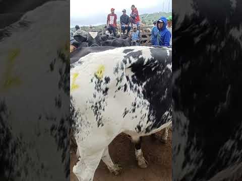 #youtubeviral #gado #pecuarista #agroemfocotvdigital #fazenda #agro #youtubeshorts