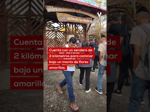 Oro puro en Guayas: florecen los guayacanes en Colimes