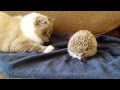 ORIGINAL VIDEO: Kitty sits on hedgehog!