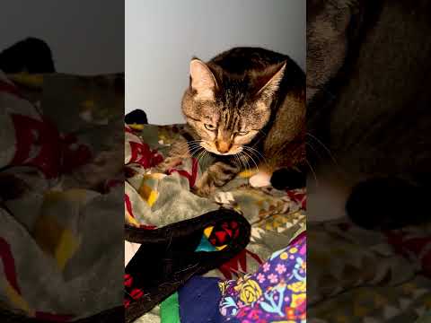 Purring kitty #animal #animalcat #kitten #cute #pet #kitty #catlife #cat #gato #purr #purring #cats