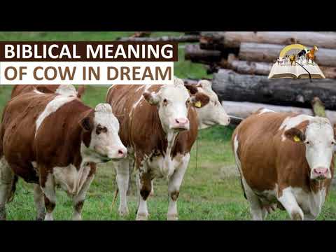 Biblical Meaning of COWS in Dream I Cow Attacking Spiritual Meaning