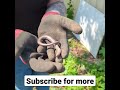 More Slow worm footage!