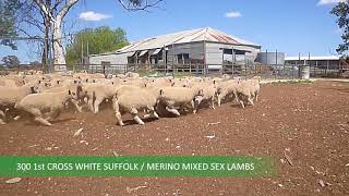300 MIXED SEX WHITE SUFFOLK MERINO LAMBS