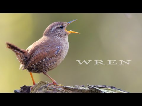 Bird sounds. Eurasian Wren chirping and singing in spring