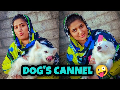 kamal bhai k kamal dogs in Rawalpindi ||Tahira Riffat||