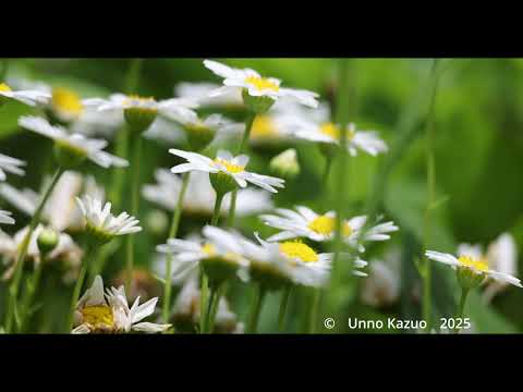 ウスバシロチョウの吸蜜