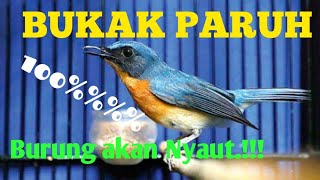 Download lagu TLEDEKAN GUNUNG GACOR, UNTUK PANCINGAN TLEDEKAN MACET. mp3 Download lagu TLEDEKAN GUNUNG GACOR, UNTUK PANCINGAN TLEDEKAN MACET. mp3