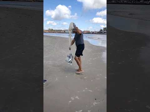 Pescador França com peixes na tarrafa. Barra, Tramandaí, RS. Pescarias Brasil. #pescadetarrafa