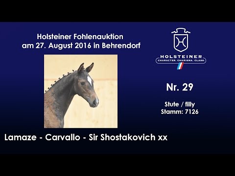 Holsteiner Fohlenauktion 2016 in Behrendorf - Nr. 29 v. Lamaze - Carvallo