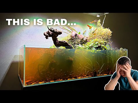 THIS COULD BE THE END OF THE AMAZON BIG SHALLOW...